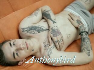 Anthonybird