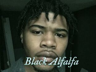 Black_Alfalfa