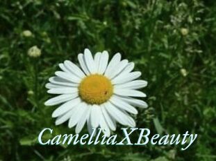 Camellia_XBeauty