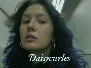 Daisycurles